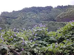 Pueraria montana var. lobata en fleurs.