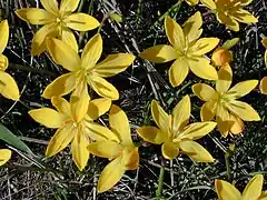 Zephyranthes citrina.