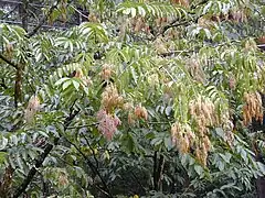 Description de l'image Starr 021203-0026 Terminalia myriocarpa.jpg.