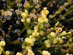 Sporanges de Psilotum nudum