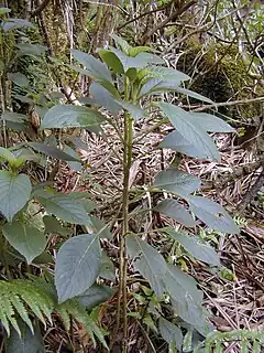 Description de l'image Starr 030405-0205 Cyrtandra platyphylla.jpg.