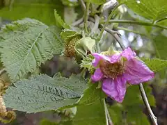 Description de l'image Starr 030419-0032 Rubus hawaiensis.jpg.