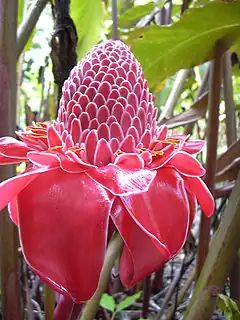 Etlingera elatior