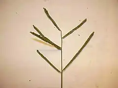 Graines de Paspalum scrobiculatum.