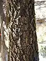 vieille écorce Acacia mangium