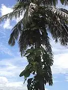 Pothos grimpant sur un cocotier (Starr, Hawaaii)