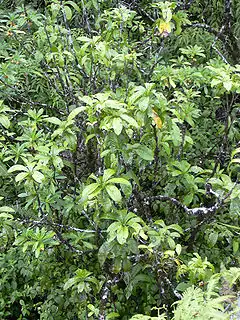 Description de l'image Starr 040713-0072 Pisonia umbellifera.jpg.