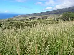 Digitaria insularis (Poales, Poaceae ou Gramineae)