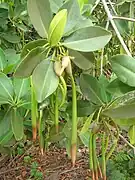 Fruits avec leur radicule, Hawaï