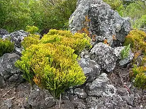 Population fertile de Psilotum nudum poussant sur une dalle de lave à Maui (Auwahi, Hawaï)
