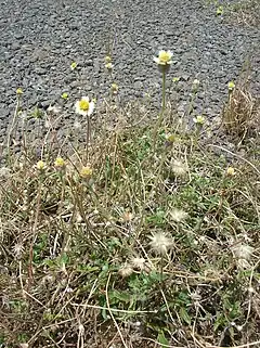 Description de l'image Starr 060721-9557 Tridax procumbens.jpg.