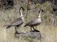 Branta sandvicensis