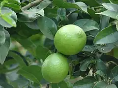 Description de l'image Starr 061105-1380 Citrus aurantiifolia.jpg.