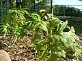 Tacca leontopetaloides