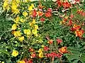 Caesalpinia pulcherrima à fleurs jaunes ou rouges