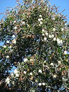 Fleurs et fruits.