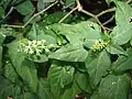 Fleurs de Rivina humilis.