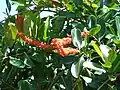 Inflorescences de Norantea guianensis à Huelo (Maui, Hawaii)