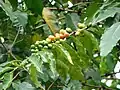 Branche plagiotrope et fructifications latérales de Coffea arabica traduisant une croissance rythmique.