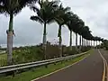 En bordure de route, île de Maui, Hawaii.