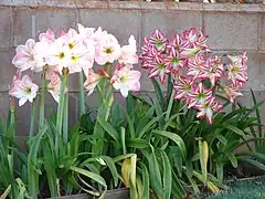 La floraison et le feuillage d'Hippeastrum sont simultanés