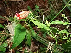 Description de l'image Starr 070403-6363 Ruellia brevifolia.jpg.