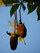 Fruit immature