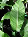 Heliconia stricta (feuille jamaïcaine naine). Lieu : Maui, Kula Ace Hardware et pépinières.