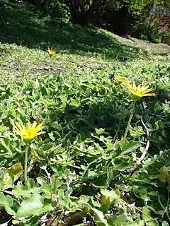 Description de l'image Starr 071024-0297 Arctotheca calendula.jpg.