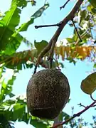 Fruit (capsule).