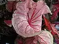 Caladium bicolor.