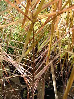 Description de l'image Starr 080117-2038 Dypsis ambositrae.jpg.