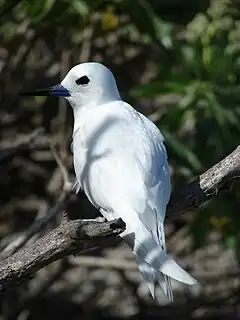Oiseau blanc à bec noir sur une branche