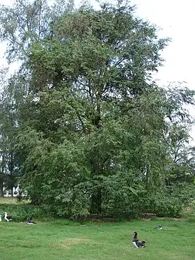 Le dieu Juok a créé Garang et Abuk, le premier couple humain, sous un tamarinier (mythe Anuak).