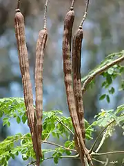 Capsule de Moringa oleifera.