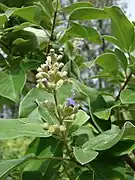 Vitex trifolia