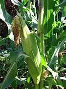 Zea mays, épi de fleurs femelles.