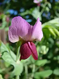 Fleur du pois (Pisum sativum) à l'étendard rose et aux ailes pourpres.