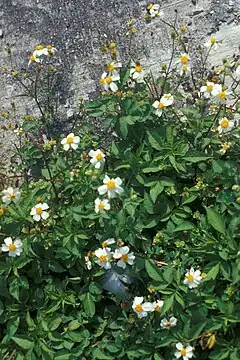 Description de l'image Starr_990514-0706_Bidens_alba_var._radiata.jpg.