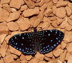 Description de l'image Starry Night (Hamadryas laodamia) butterfly.jpg.