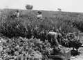 Plantation dans le Queensland, en 1897.