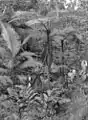 Fougères arborescentes, à Fairyland près de la voie ferrée Kuranda - Cairns (en 1924)