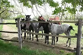 Chevaux dans un pré près de leur barrière en bois