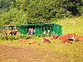 Station de traite des vaches à Celliers-Dessus