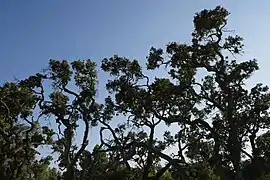 Silhouettes de chênes verts