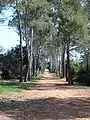 Allée sur l'île Sainte-Marguerite