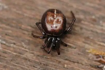 Steatoda bipunctata femelle