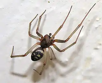 Steatoda grossa