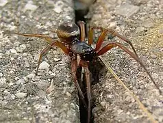 Steatoda nobilis