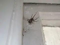 Steatoda nobilis sur sa toile